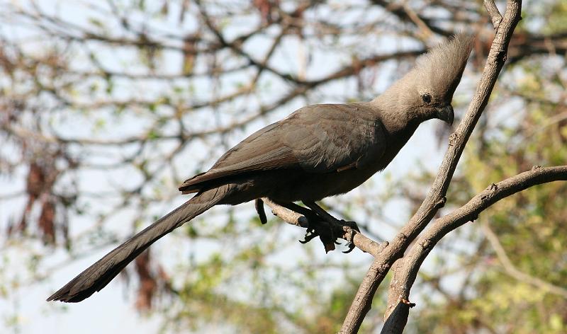 Vrydag 015.jpg - Hierdie asgrysvoel met sy lang stert en kuif is een van die voels in die bosveld wat die maklikste gesien word.